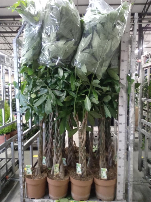 <h4>Pachira aquatica</h4>