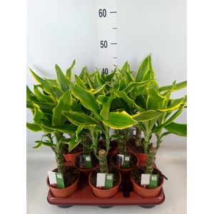 Dracaena frag. 'Golden Coast'