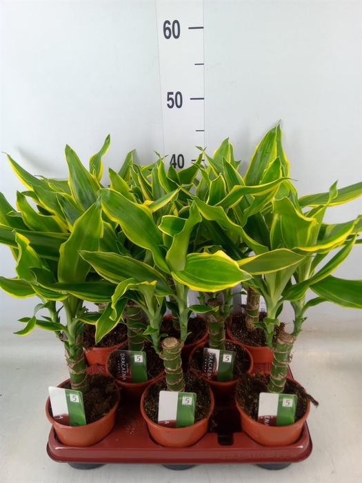 <h4>Dracaena frag. 'Golden Coast'</h4>