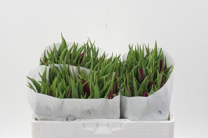 <h4>Tu En Purple Prince</h4>