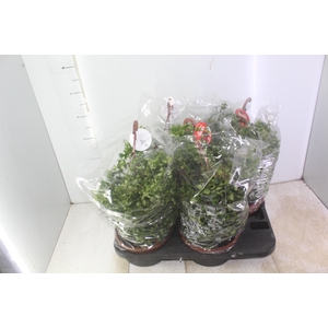 AESCHYNANTHUS RASTA C21