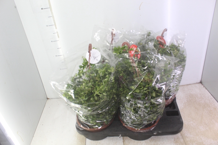<h4>AESCHYNANTHUS RASTA C21</h4>