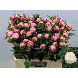 PAEO L GARDENIA