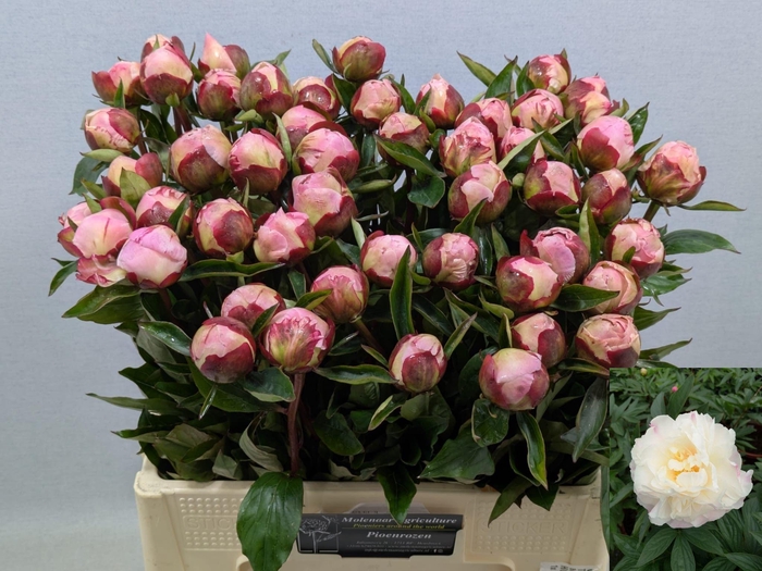 <h4>PAEO L GARDENIA</h4>