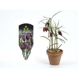 FRITILLARIA MELEAGRIS