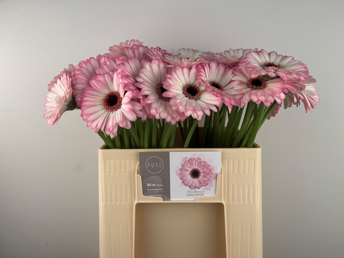 <h4>GE MI LOLLIPOP</h4>