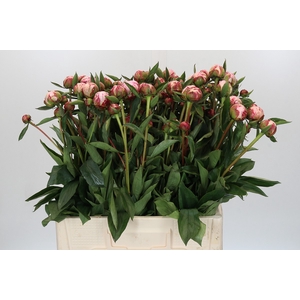 Paeonia Sarah Bernhardt Ongeplozen