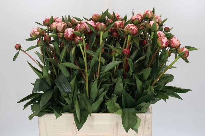 Paeonia Sarah Bernhardt Ongeplozen