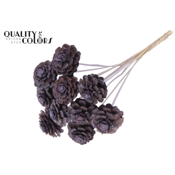 <h4>Pine cone cut 5-7cm on stem Frosted Milka</h4>