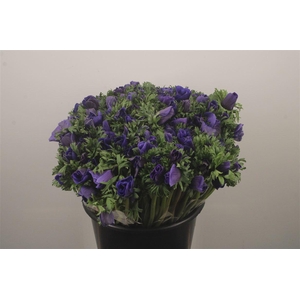 Anemone Fr. Blue
