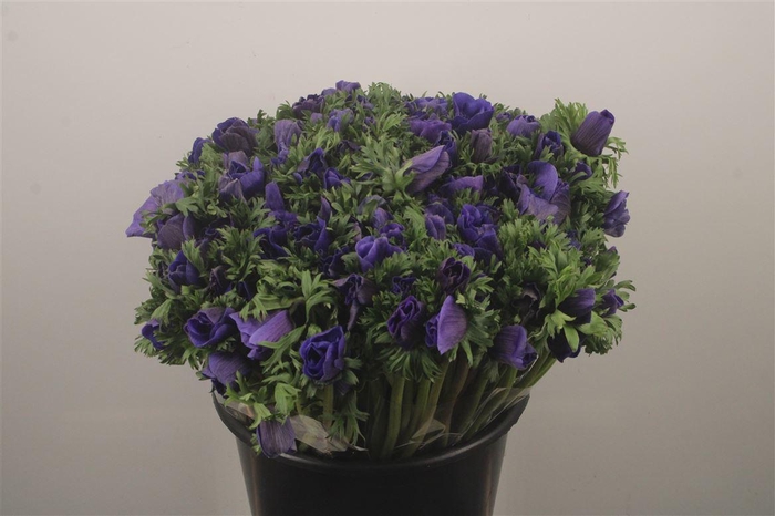 <h4>Anemone Fr. Blue</h4>