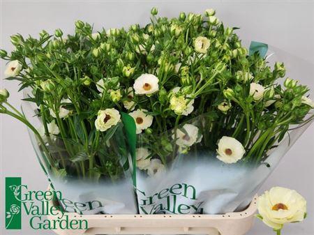 Ran Co Mag Mascarpon