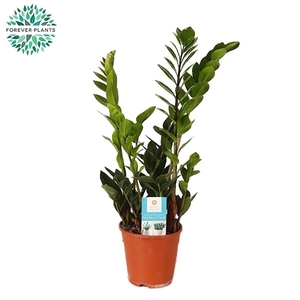 Zamioculcas p14