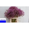 Allium Christophii