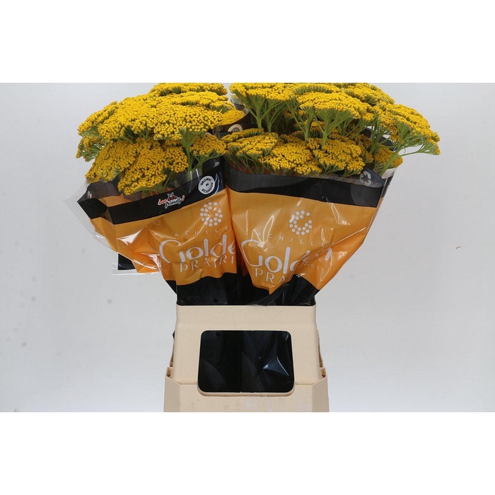 <h4>Achillea Golden Prairi</h4>