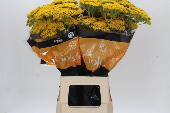 Achillea Golden Prairi