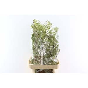 Rosa Corallo 90cm Ptk