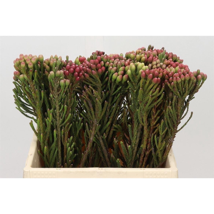 <h4>Kaaps Brunia La Red</h4>