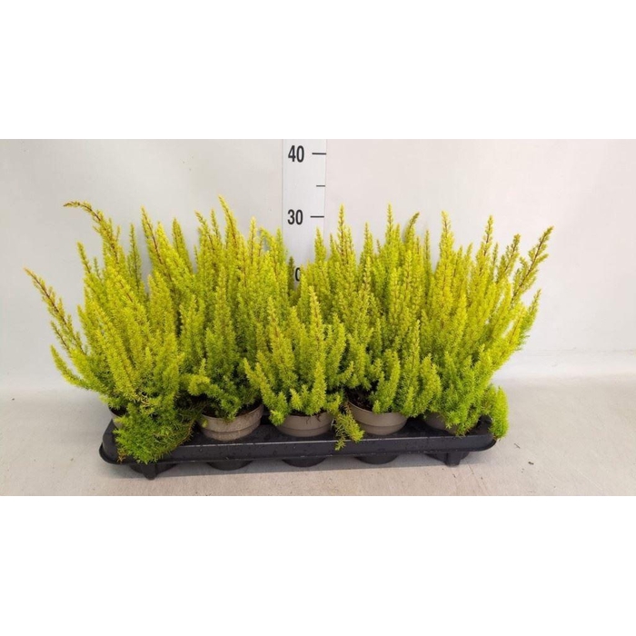<h4>Erica arborea 'Albe'</h4>