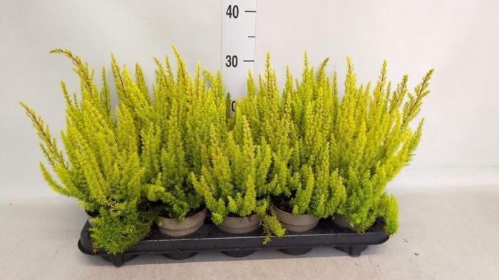 Erica arborea 'Albe'