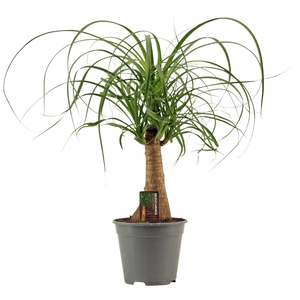 Beaucarnea recht 14 cm