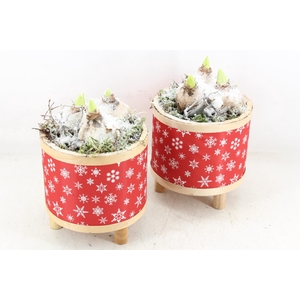 arr4 Hyacint PL - Pot pootjes red snowflake