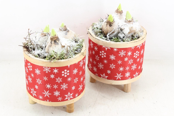 <h4>arr4 Hyacint PL - Pot pootjes red snowflake</h4>