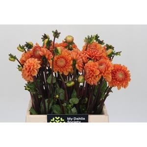 Dahlia Sylvia