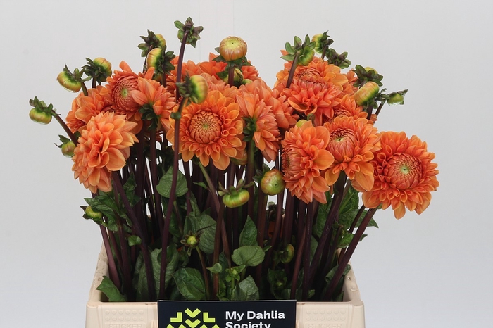 Dahlia Sylvia