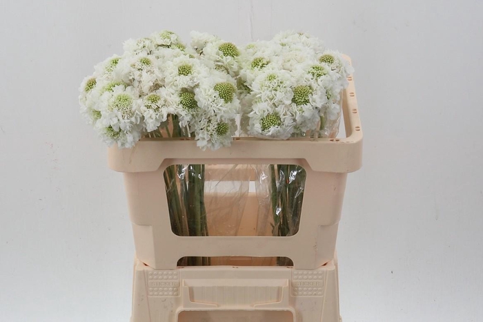 <h4>Scab AT Milky Scoop</h4>