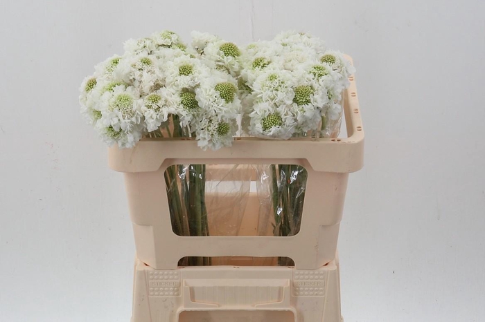 <h4>Scab AT Milky Scoop</h4>