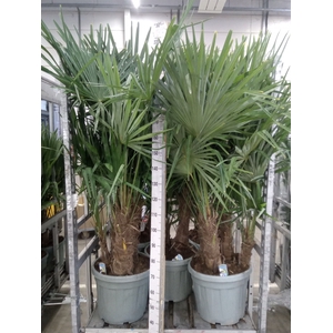 Trachycarpus fortunei