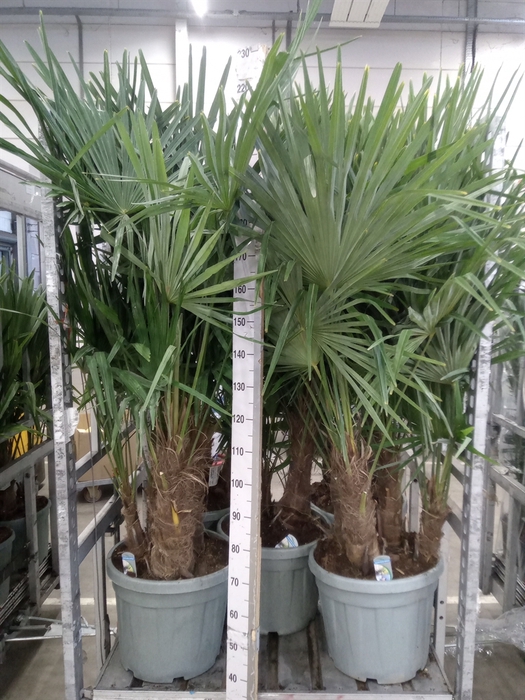 <h4>Trachycarpus fortunei</h4>