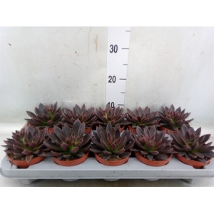 Echeveria   ...
