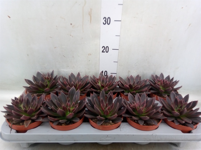 <h4>Echeveria   ...</h4>