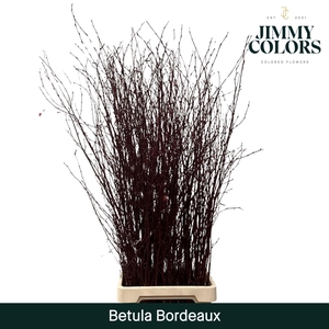 Betula L120 Bordeaux
