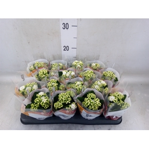 Kalanchoe blos. 'RosDon Dione'