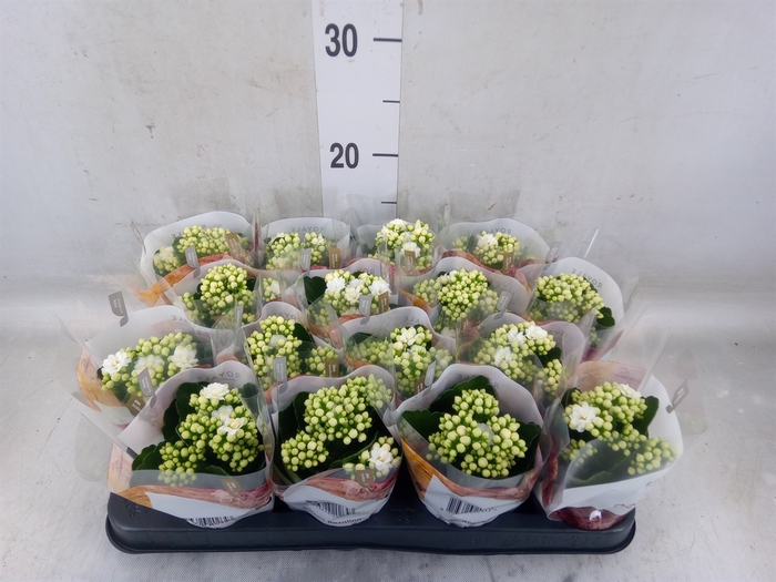 <h4>Kalanchoe blos. 'RosDon Dione'</h4>