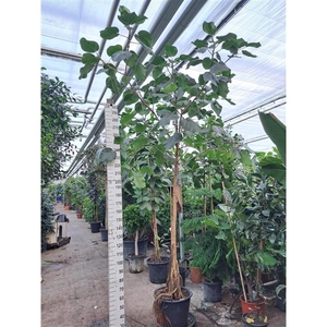 Ficus umbellata rechte stam 400
