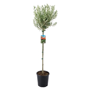 Olea europaea