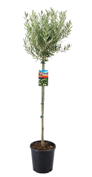 <h4>Olea europaea</h4>