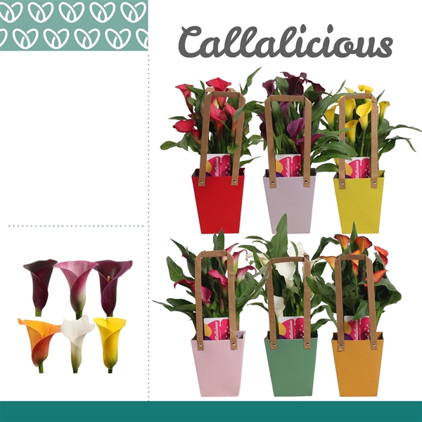 <h4>Zantedeschia Mix in Giftbag</h4>