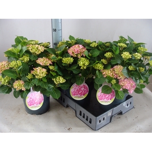 Hydrangea mac.