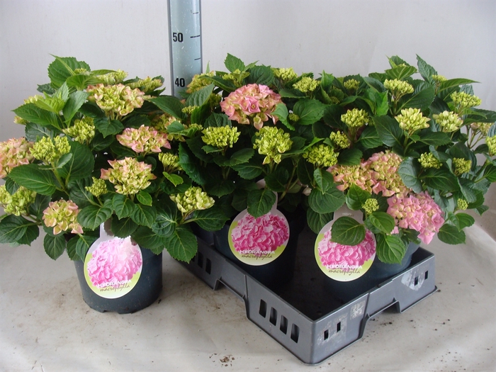 <h4>Hydrangea mac.</h4>