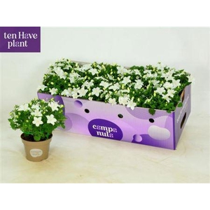 Camp Is Atlant White