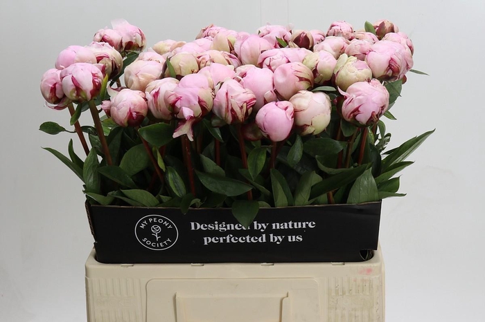 <h4>Paeonia Reine Hortense XXL</h4>