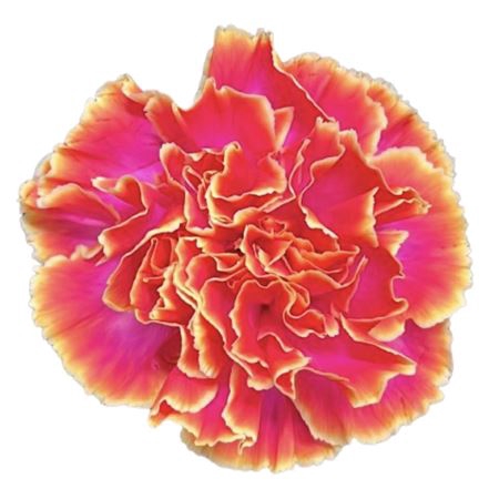 <h4>Dianthus st paint fireball</h4>