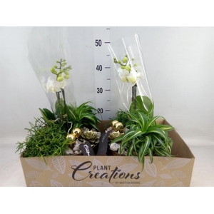 Arr.  Phalaenopsis  H%