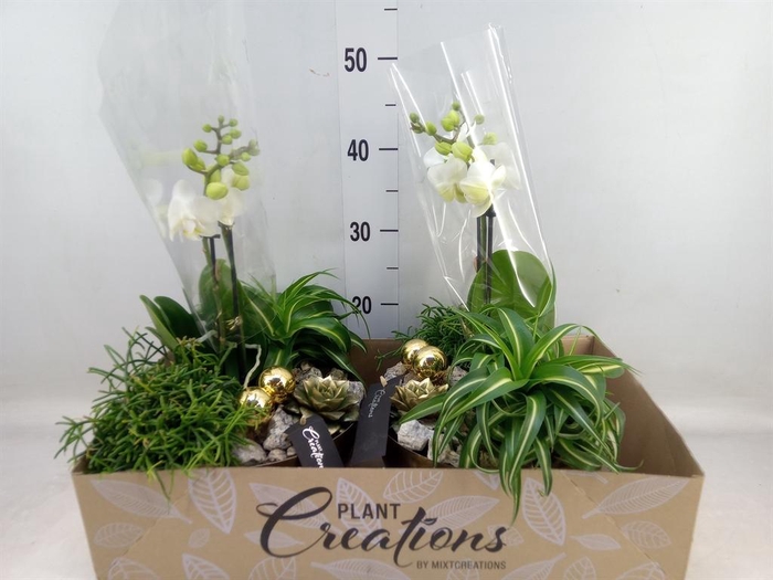 <h4>Arr.  Phalaenopsis  H%</h4>