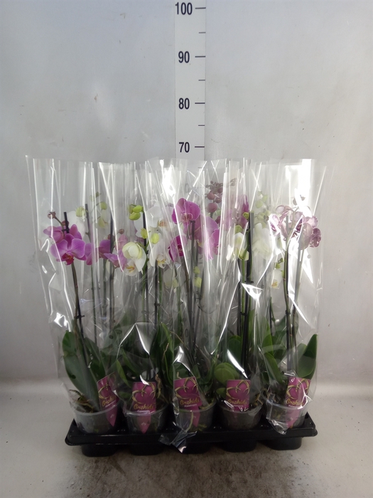 <h4>Phalaenopsis   ...mix</h4>